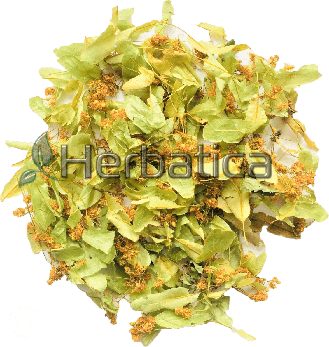 Tilia flowers