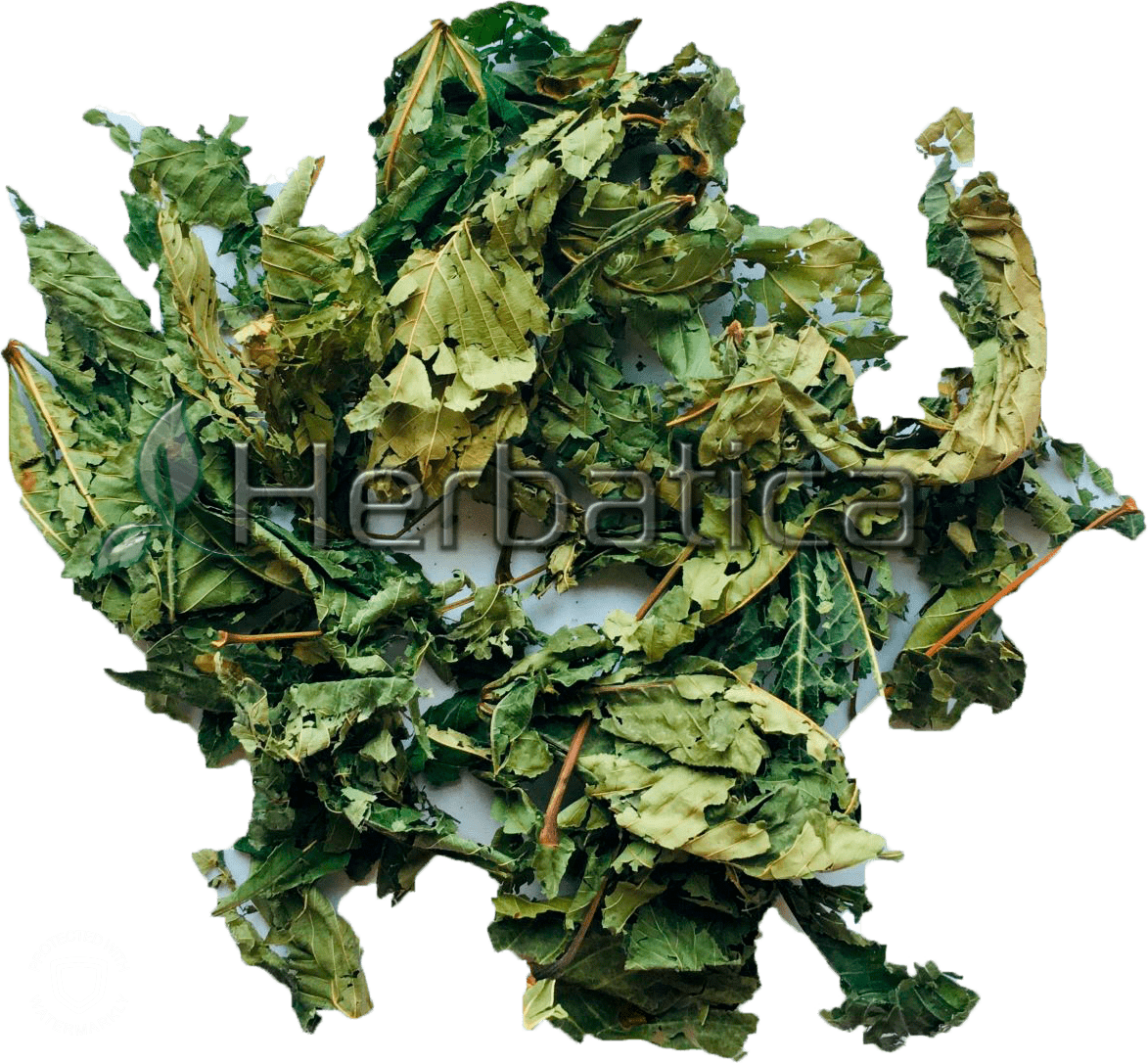 Platani Folium