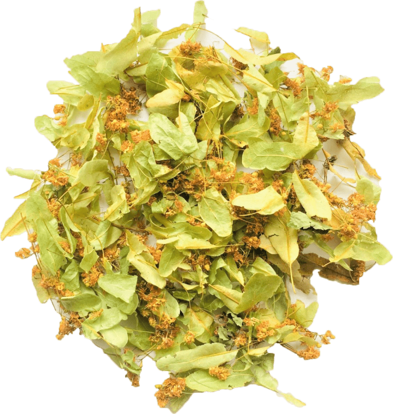 Tilia flowers