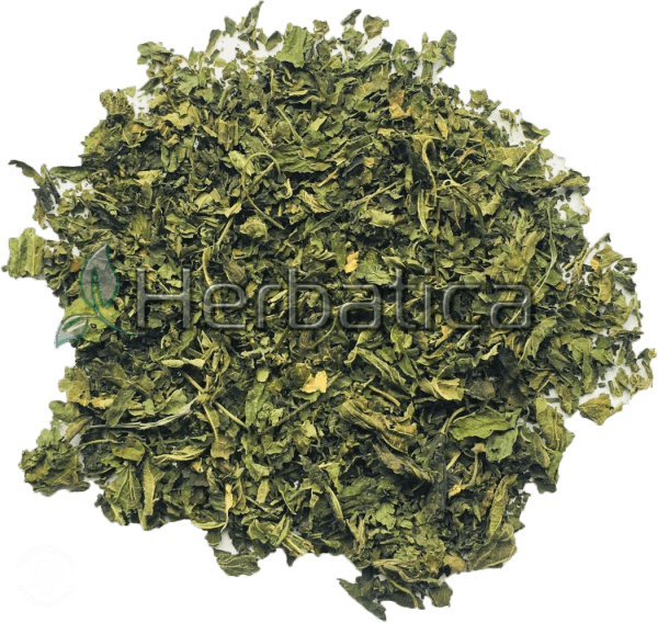 Urtica Folium