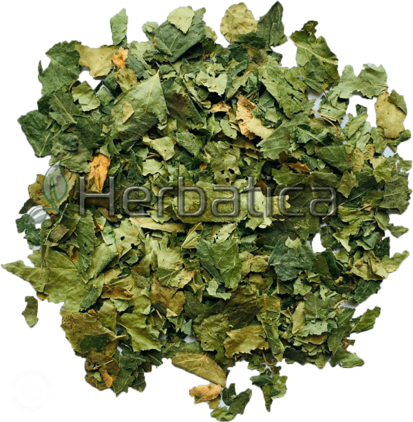 Betula Folium