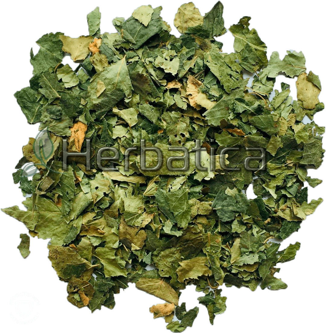 Betula Folium