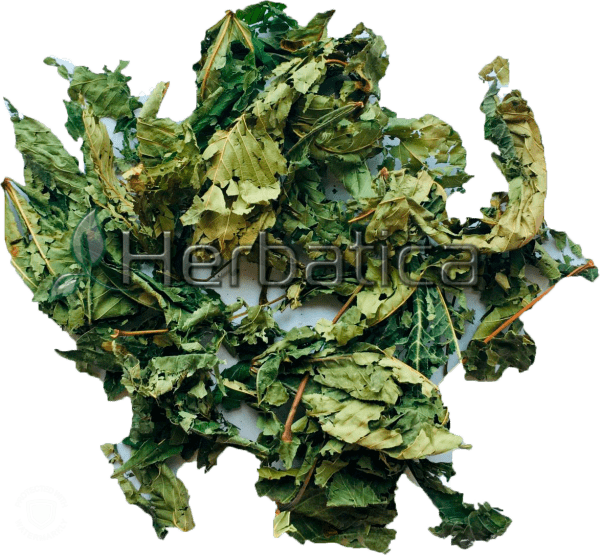 Platani Folium