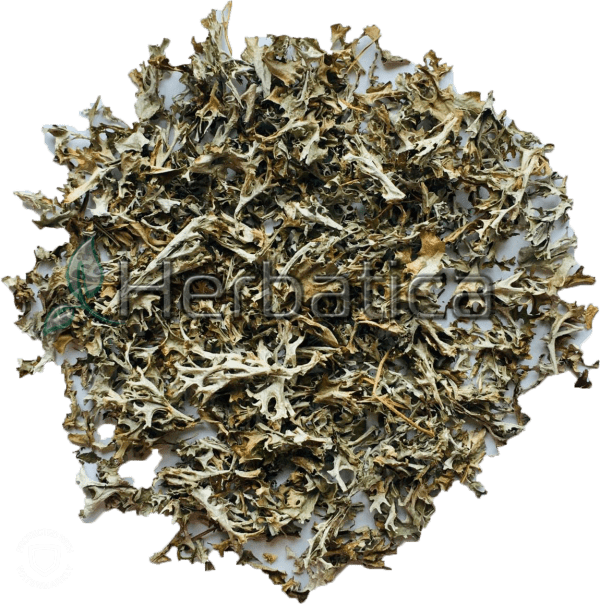 Icelandic Moss