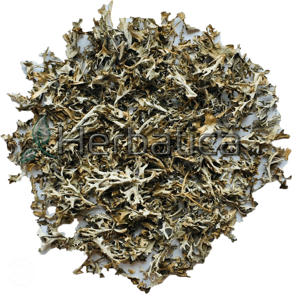 Icelandic Moss
